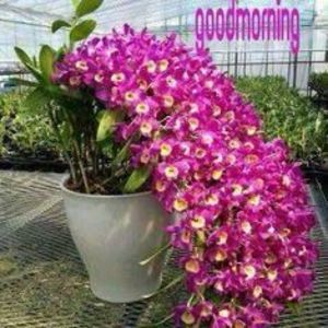 Meet your Posher, Ester